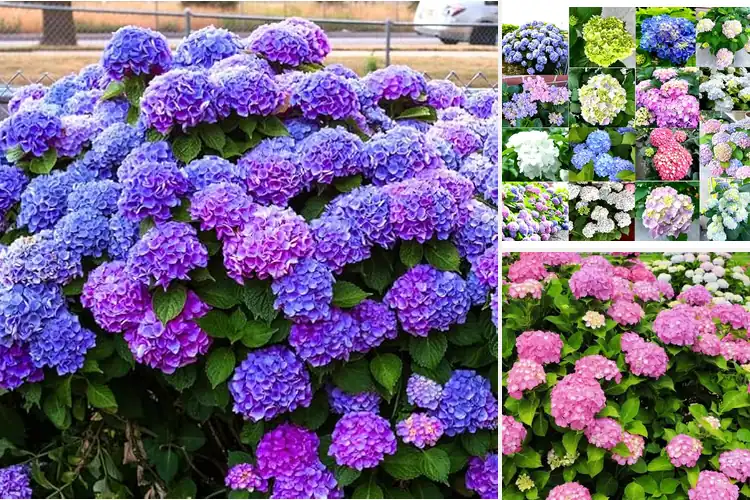 Detailed view of Best Hydrangea Color Option